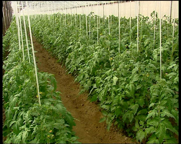 ЗАМОНАВИЙ ТЕХНОЛОГИЯ ВА МЎМАЙ ДАРОМАД