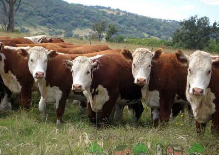 ЭНГ ГЎШТДОР БУҚАЛАР