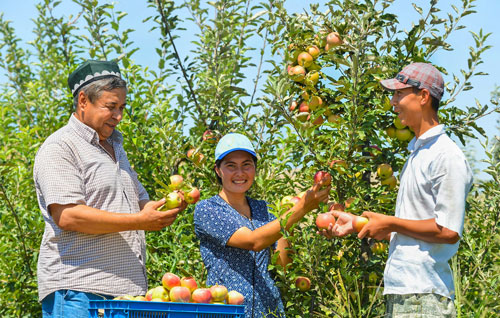 Қарийб қирқ минг тоннаси экспортга