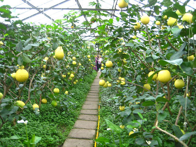 ЛИМОН ТУПИДАН МАНДАРИН