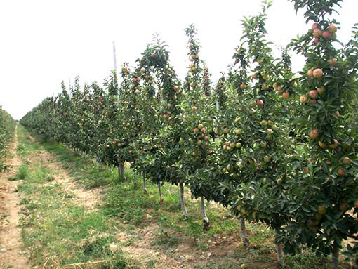 СЕРОБЧИЛИК ВА АРЗОН НАРХЛАР