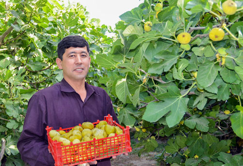 БОҒИБАЛАНДНИНГ  ХУШТАЪМ  МЕВАСИ