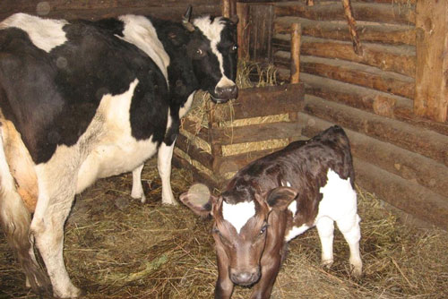 СУТНИ КЎПАЙТИРМОҚЧИМИСИЗ, ЕМ-ОЗИҚАНИ ЯХШИЛАНГ...