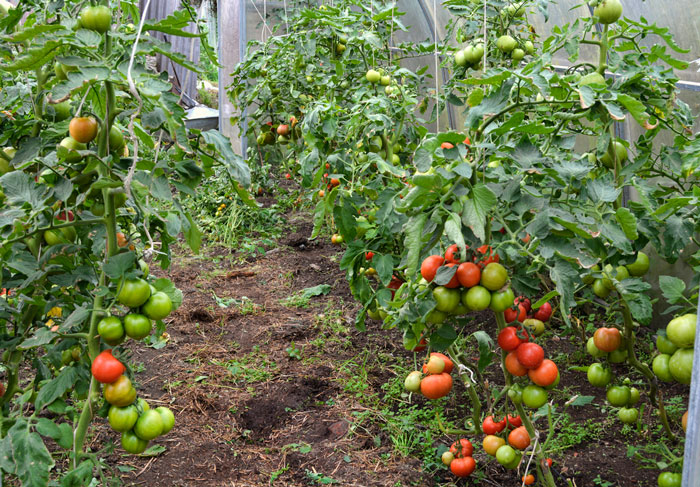 ИССИҚХОНАДА ПОМИДОР ЕТИШТИРИШ