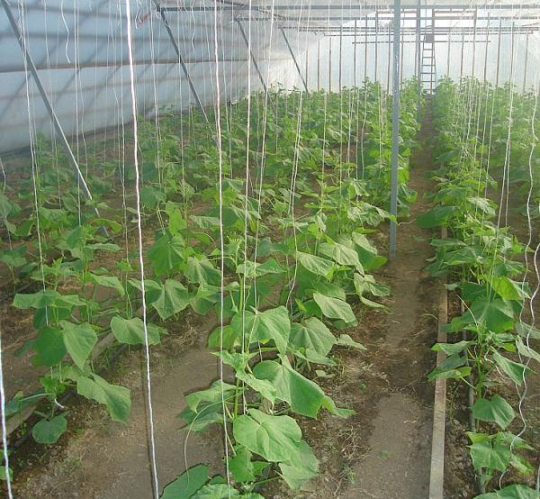 ЭРТАГИ САБЗАВОТ УЧУН БУГУН ҲАРАКАТ