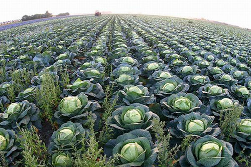 ФАҚАТ  8 ЙИЛДАН  СЎНГ