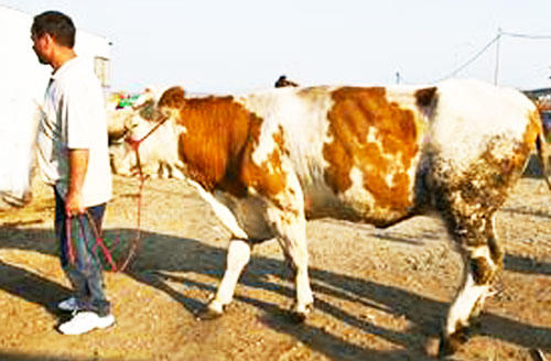 ТОМОҚДАН ЎТМАГАН ҲЎКИЗ