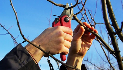 ДАРАХТНИ НЕГА ҲАР ЙИЛИ БУТАЙМИЗ?