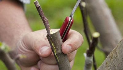 Баҳорги пайванд: БИТТА ДАРАХТДА БИР НЕЧА ХИЛ МЕВА