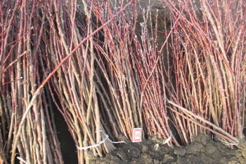 КЎЧАТ ЭКИШДАН ОЛДИН...