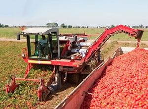 КОМБАЙНДА ТЕРИЛАДИГАН ПОМИДОР