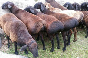 45 КУНДА САЛКАМ 1 МИЛЛИОН СОФ ФОЙДА