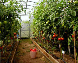 ИХЧАМ ИССИҚХОНАДА ПОМИДОР ЕТИШТИРИШ