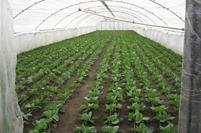 ИССИҚХОНАДАН «ҚАЙНОҚ» ДАРОМАД