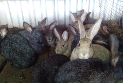 ШАХСИЙ ТОМОРҚАДА ҚУЁНЧИЛИК