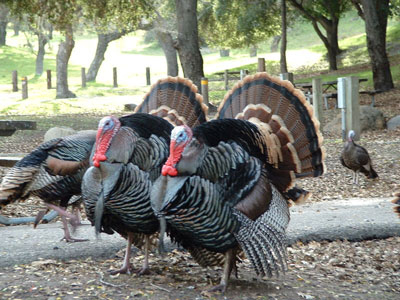 КУРКА БОҚИШ: ХАРАЖАТИ ОЗ, ДАРОМАДИ СОЗ