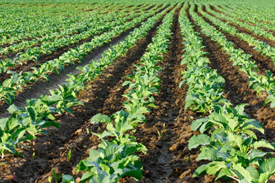 ҲОСИЛДОРЛИК  ПАСАЙМАСИН,  ДЕСАНГИЗ...