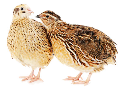 БОҚСАНГИЗ, БЕДАНА ҲАМ БОЙ ҚИЛАДИ