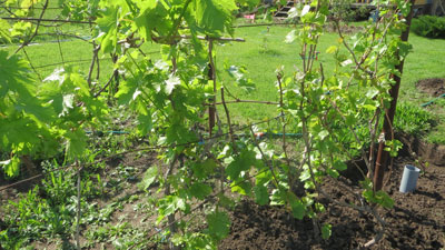 ЁЗГИ МЕҲНАТ —  МЎЛ ҲОСИЛ