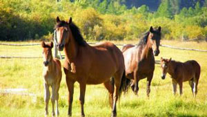 Зотдор отлар фермаси очилади