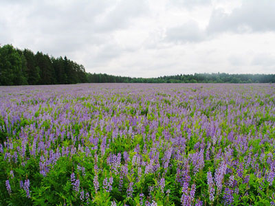 БЕДА ЭКИШ: ҲАМ ДАМ БЕРАДИ, ҲАМ ФОЙДА