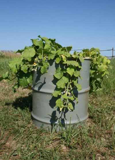 КУНОРА БИР ЧЕЛАК БОДРИНГ!