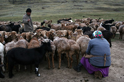 ЧЎПОН ҚЎРАСИДАГИ НЕЪМАТ