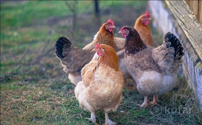 КРЕДИТГА 200 ТА  ТОВУҚ