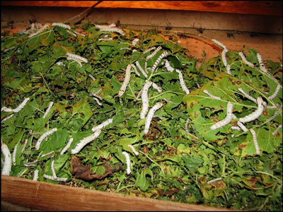 ПИЛЛАДАН ЙИЛИГА ИККИ МАРТА ҲОСИЛ