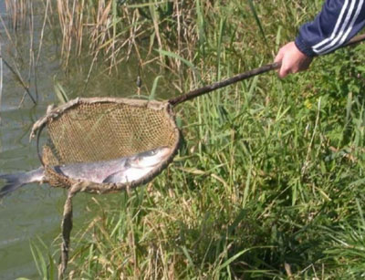 БАЛИҚ БОҚИШНИНГ БИР ҲИКМАТИ