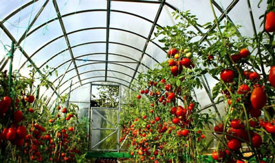 ИССИҚХОНАДА  ПОМИДОР  ВА  КЎЧАТ  ЕТИШТИРИШ