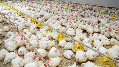 «Етти жўжадан бошлаб етти мингга чиқардик»