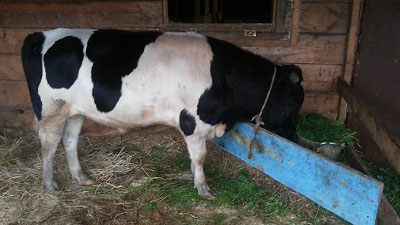 ЯХШИ БОҚИЛСА, ҲАР КУНИ СЕМИРАДИ