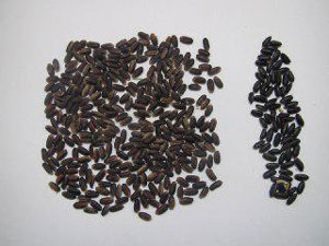 ҚОРА ГУРУЧНИНГ ТАЪМИ ҚАНДАЙ?