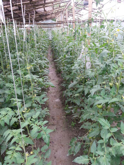 ДЎППИДЕККИНА ИССИҚХОНА ДАРОМАДИ