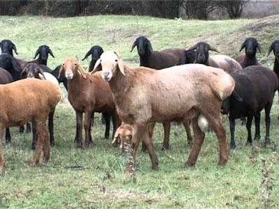 ТЕХНИКА, ЕР ВА ЯЙЛОВИМИЗ БОР...