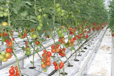 СУВ УСТИДА МЎЛ ҲОСИЛ