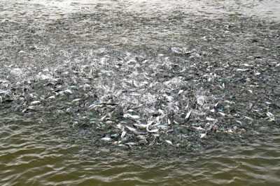 БАЛИҚ БОҚИШНИНГ ИННОВАЦИОН УСУЛИ