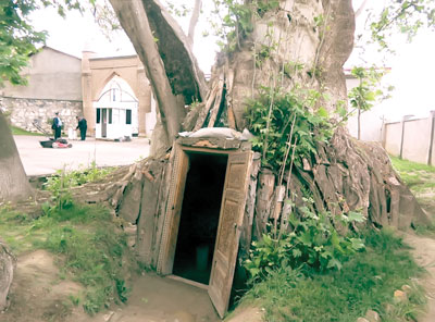 Мактаб вазифасини ўтаган чинор