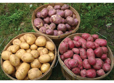 Озгина жойдан  кўп ҳосил