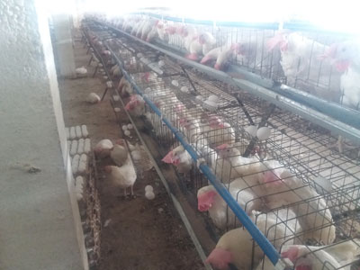 Фойдаси нақд бизнес