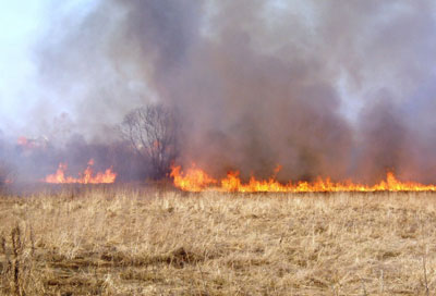 Заминга ўт қўяётганлар