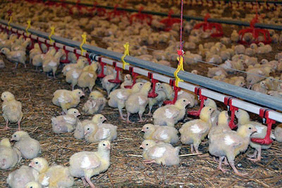 Юзни сотиб, икки юз олди