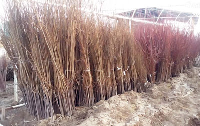 Деҳқон қачон тин олади?