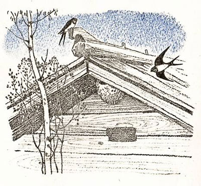 Қалдирғочлар баҳорда келади