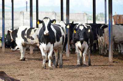Чорва моллари супермаркети...