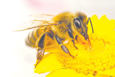Табиат мўжизаси,  саломатлигимиз посбони