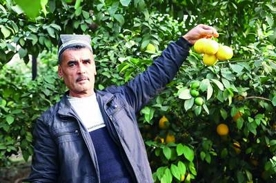 Бойовул  лимончилик мактаби: Иситилмайдиган  иссиқхоналардан  миллионлаб  даромад
