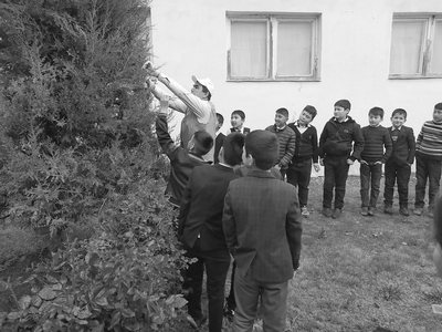 Дарахтлар – ернинг  ўпкаси