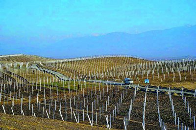 Минг гектарли  узумзор